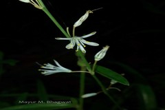 Chlorophytum bharuchae